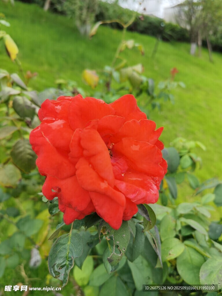娇艳红玫瑰绽放于绿野