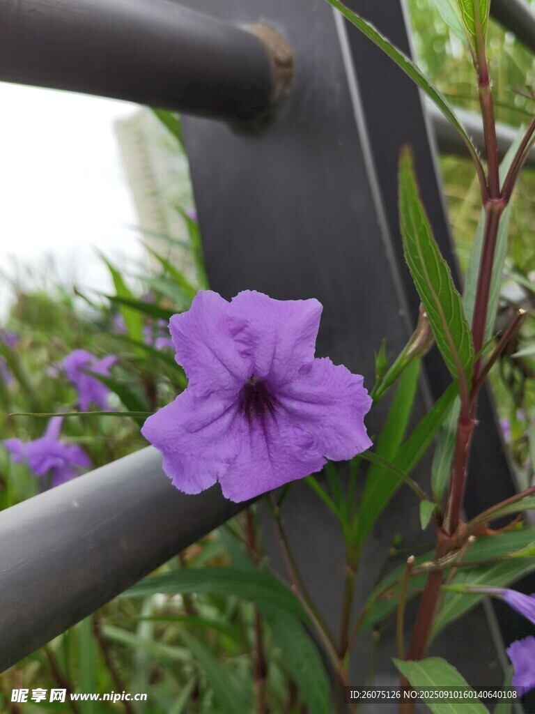 紫色喇叭花倚栏杆绽放