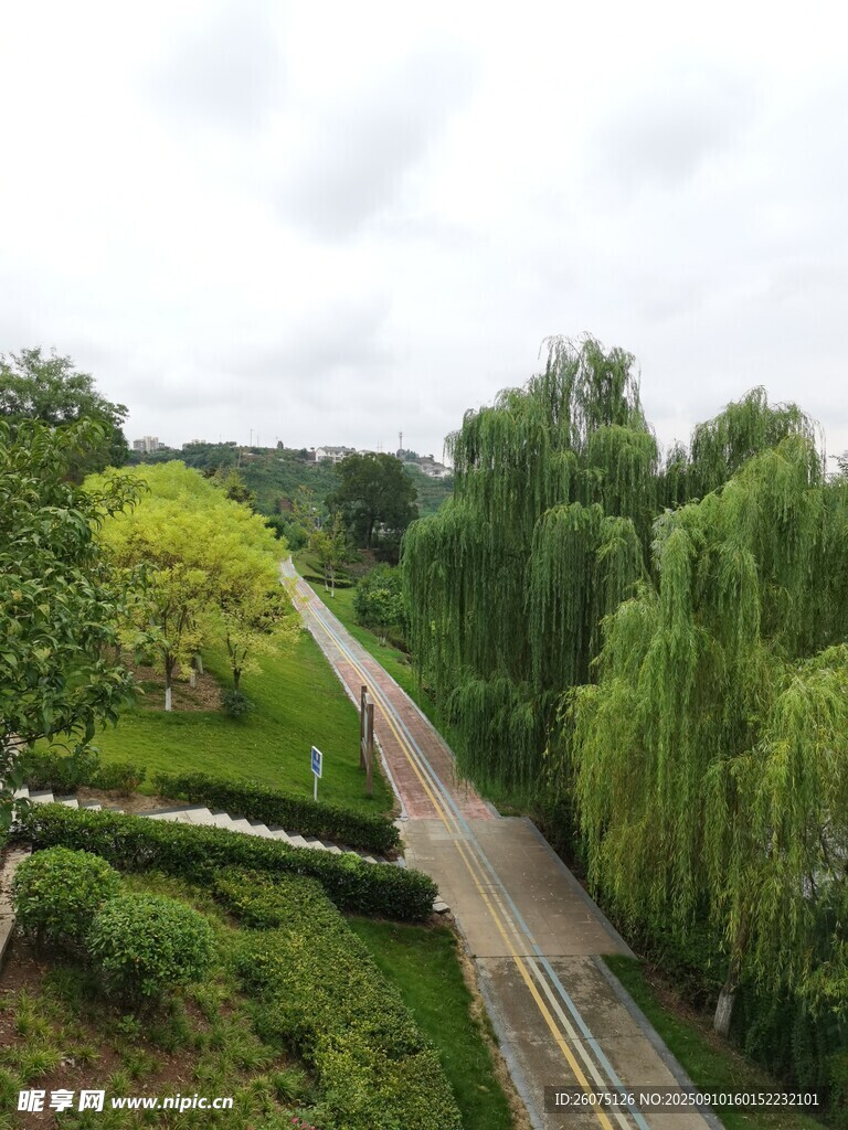 林间小道绿意盎然的景致