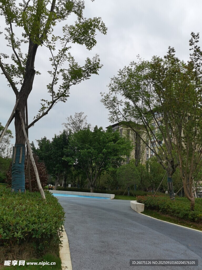 宁静林荫小道景观