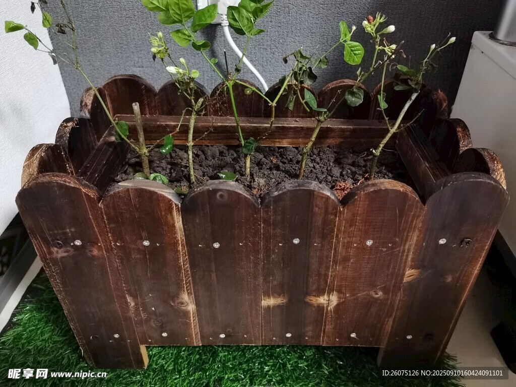 木质花箱内绿植生机勃勃