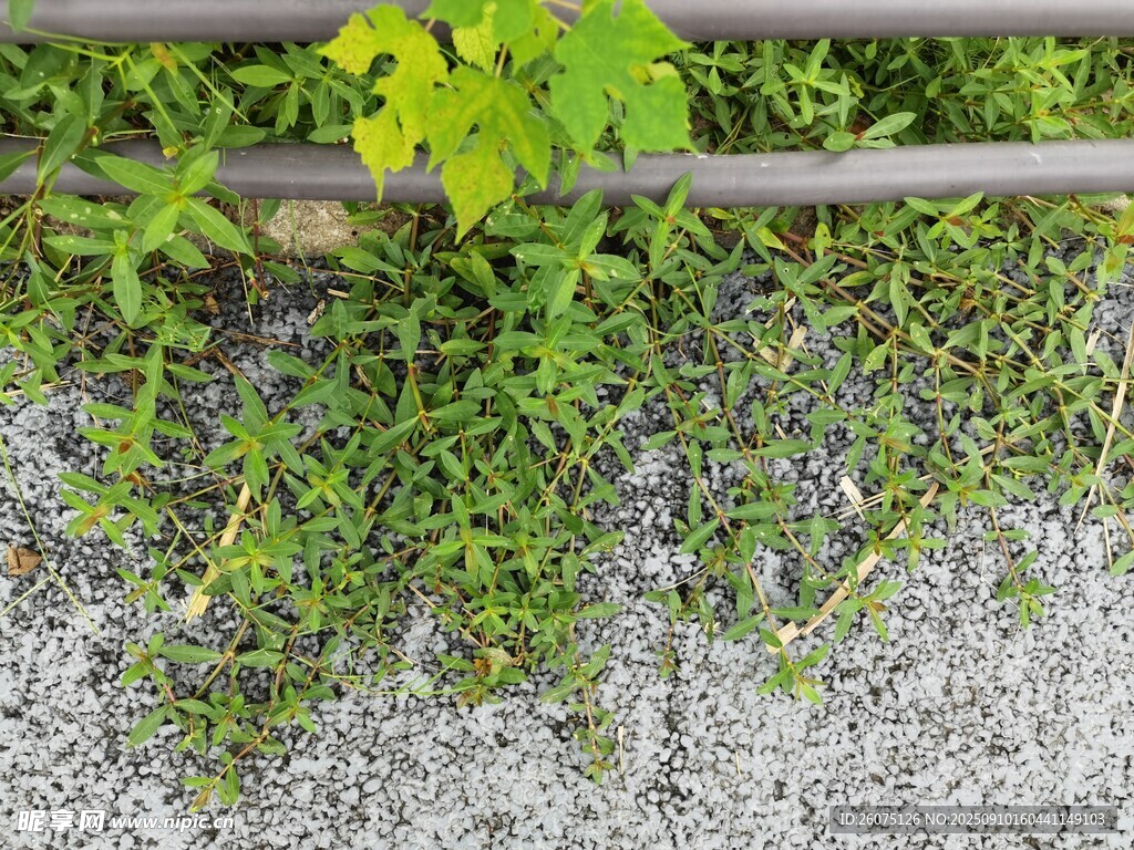 石缝中生长的翠绿植物