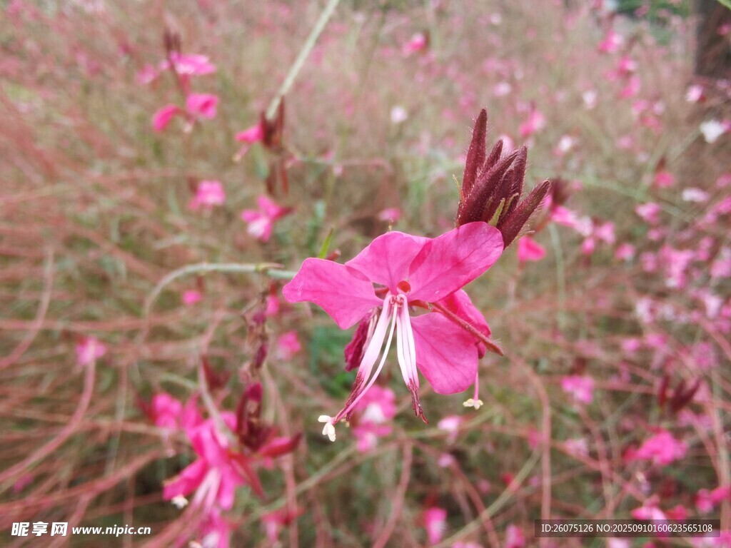 娇艳绽放的粉色美丽花朵