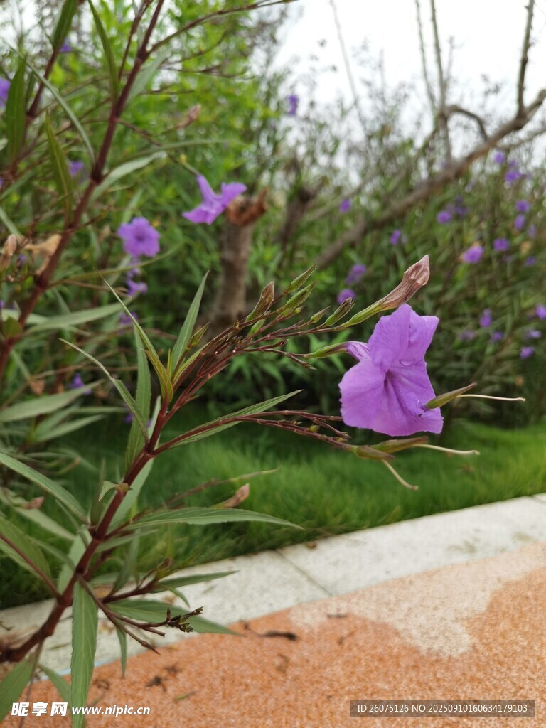 紫色小花绽放于绿植间