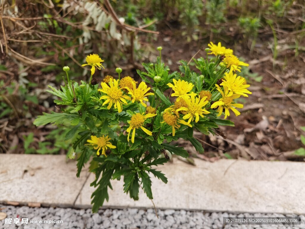 石缝间的黄色小花