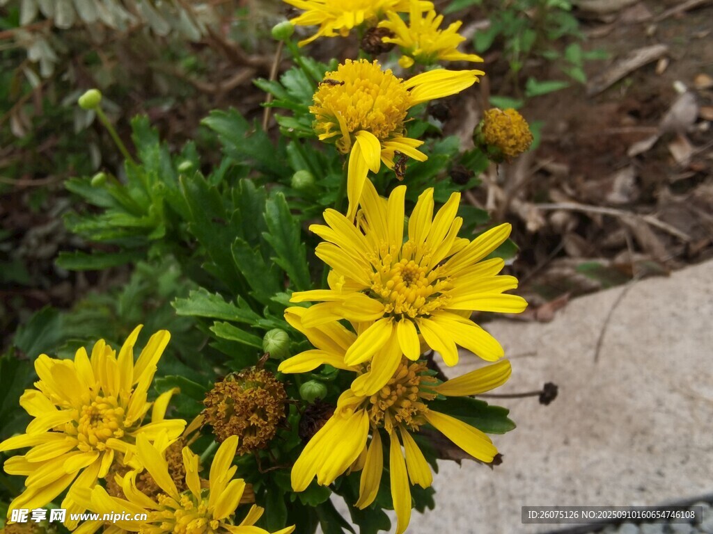 黄色花卉绽放于户外