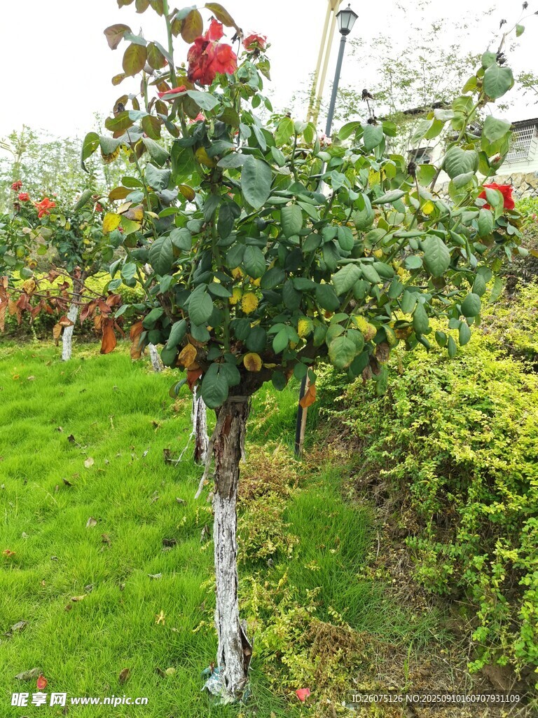花园中绽放的艳丽月季花