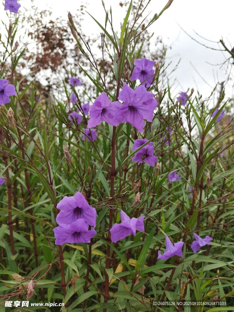 紫色野花绽放于草丛间