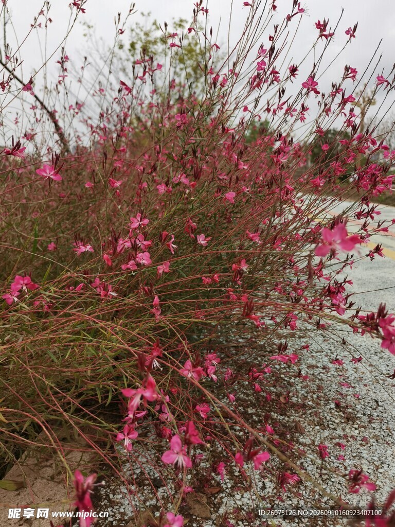 粉色小花绽放的美丽植株