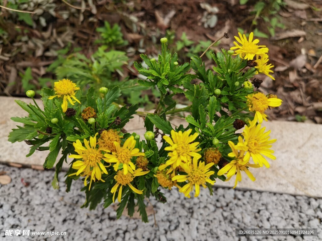 石边绽放的黄色菊花