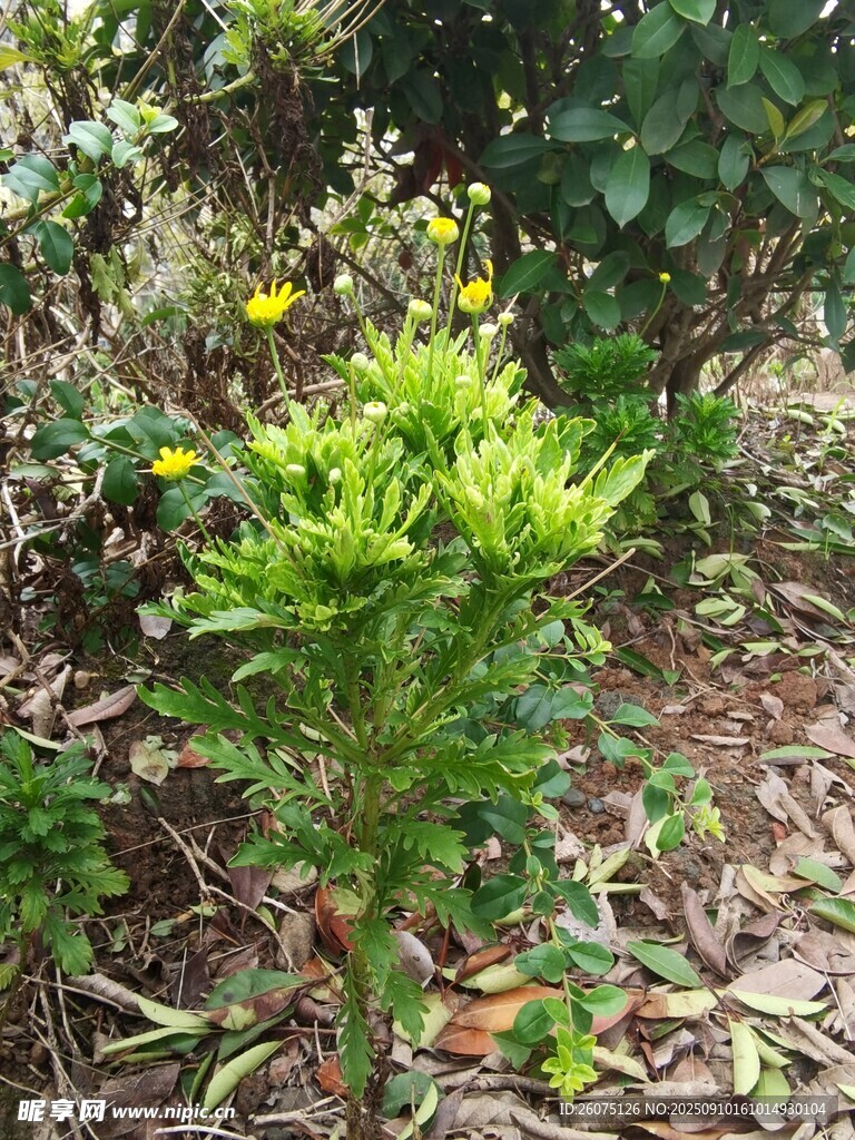 绿叶黄花的蓬勃植物