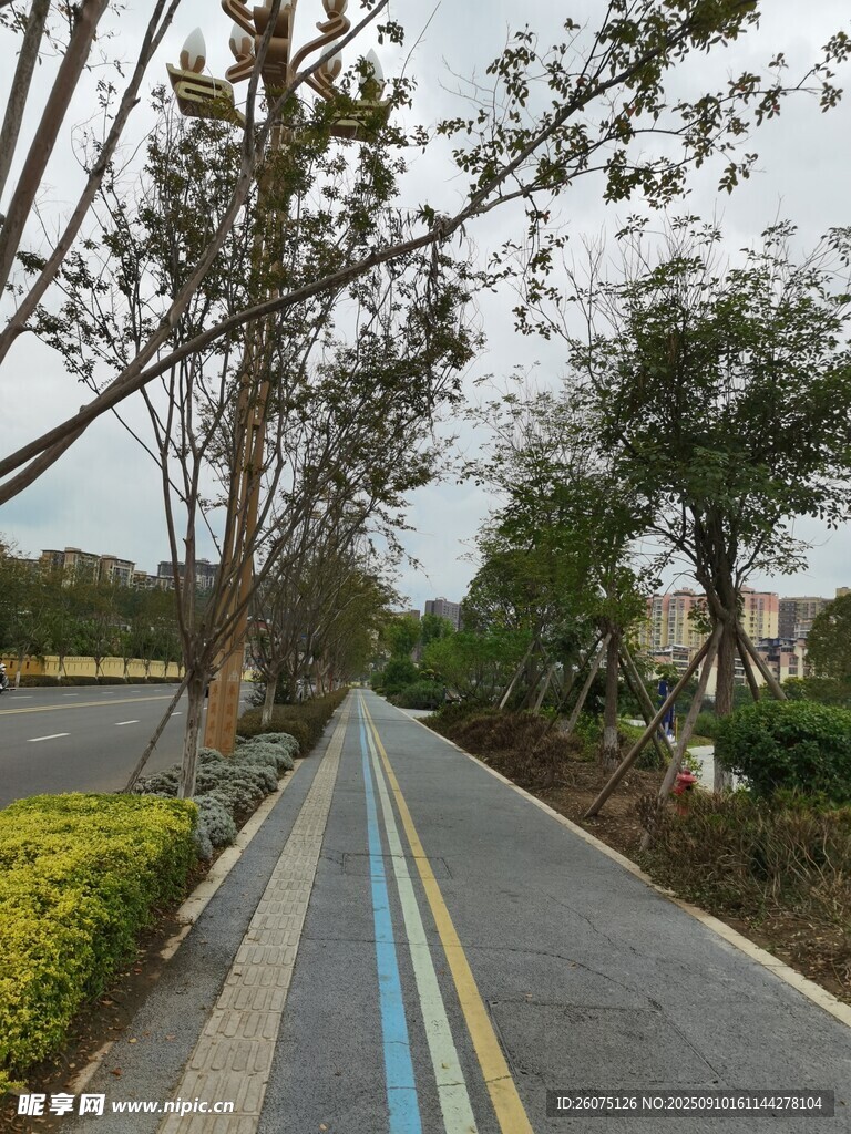 城市林荫下的多彩步道