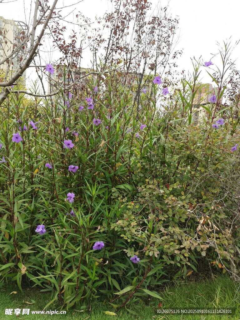 紫色花卉点缀绿植景观