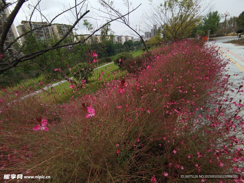 路边烂漫绽放的粉色花丛