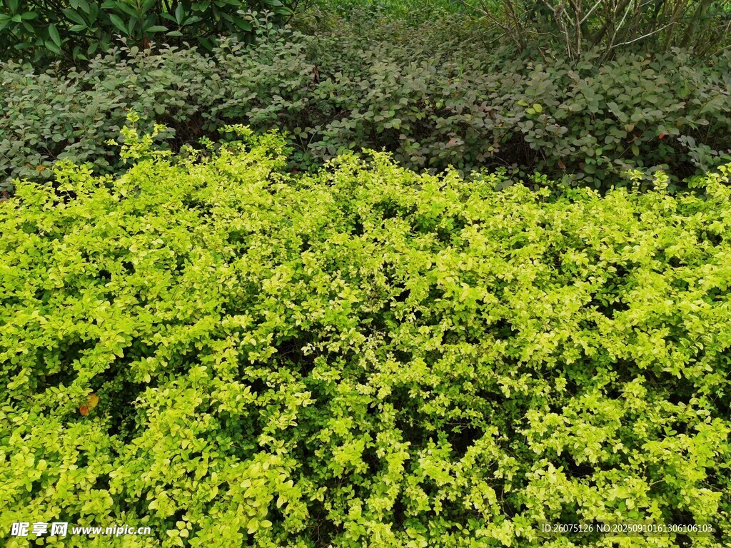 金黄灿烂的茂密绿植景观
