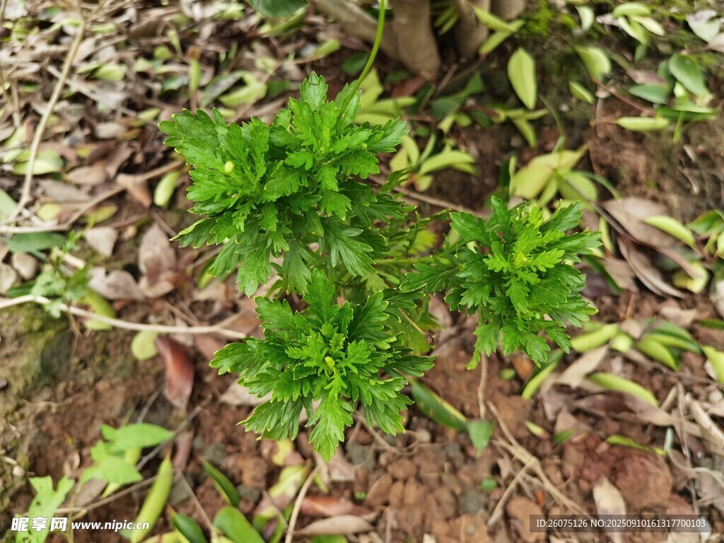 嫩绿菊花植物生长于落叶间