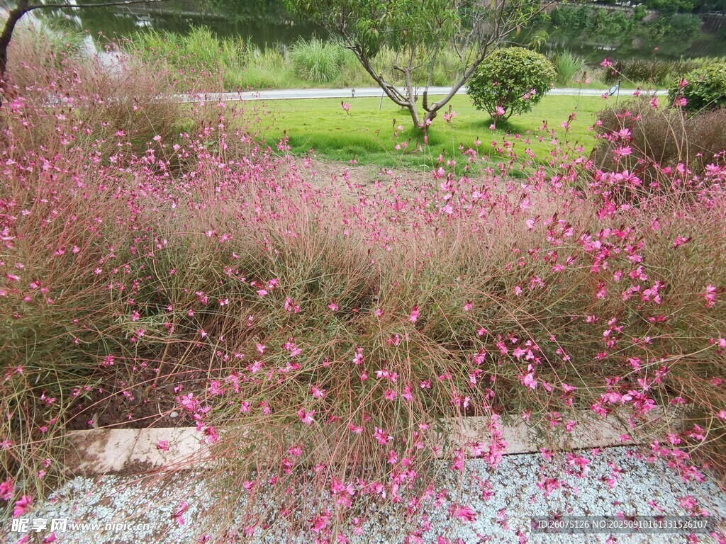 粉色花丛自然美丽景致