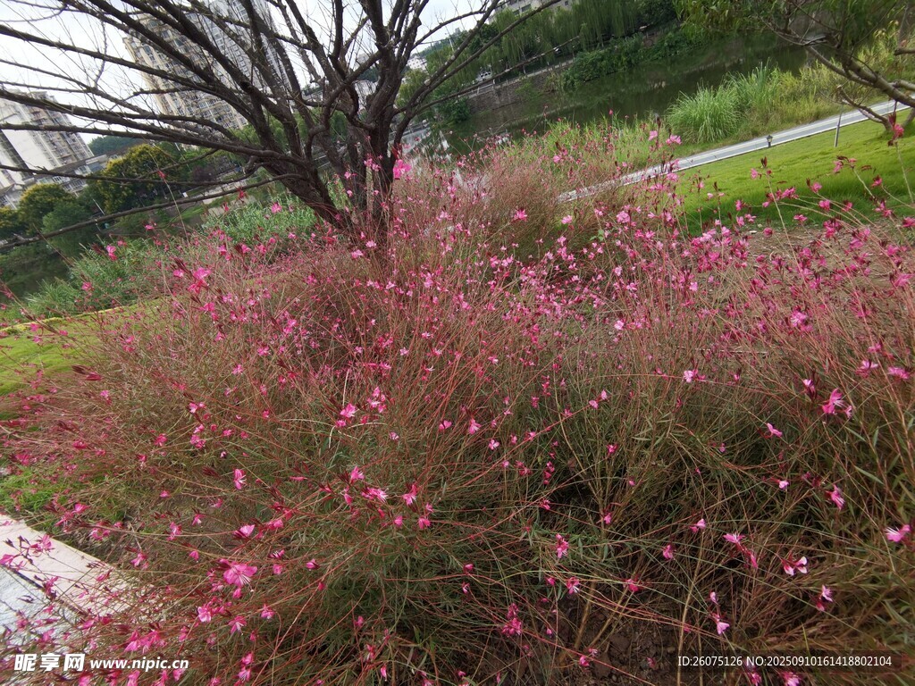粉色花丛中的孤树