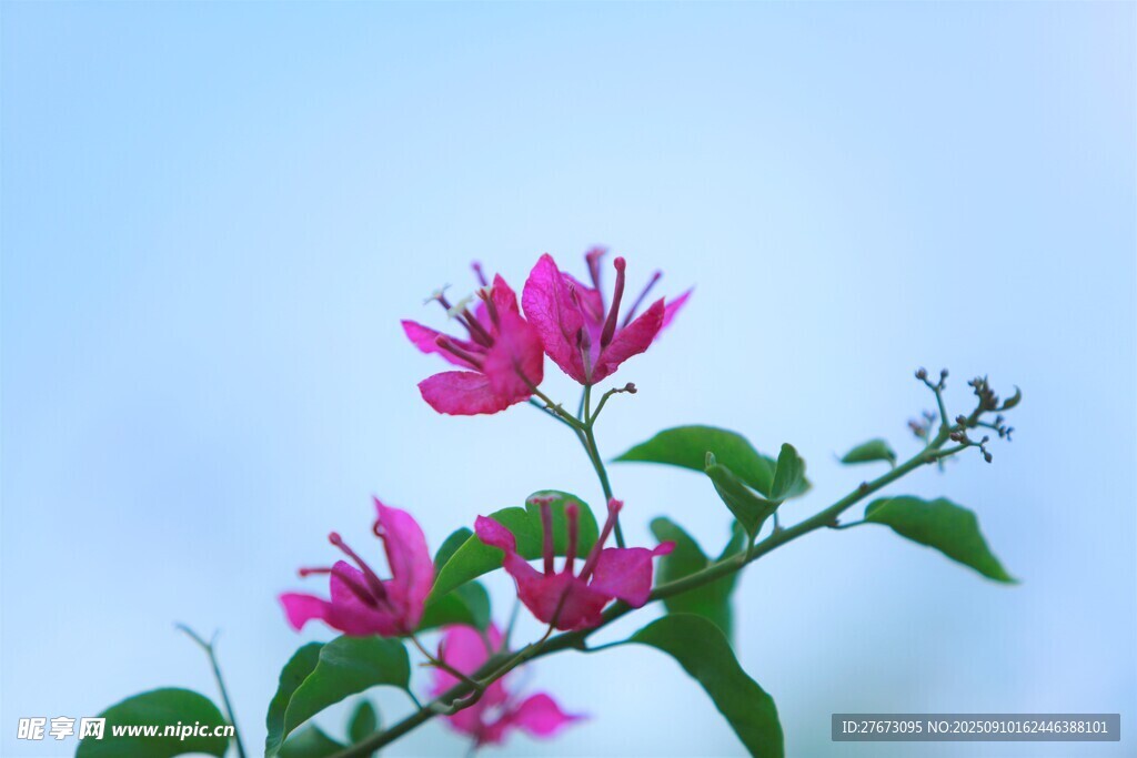 娇艳绽放的粉色花枝