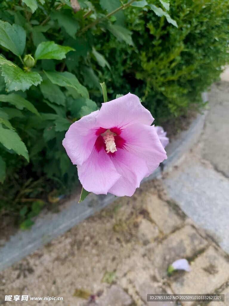 娇艳木槿花绽放于路边
