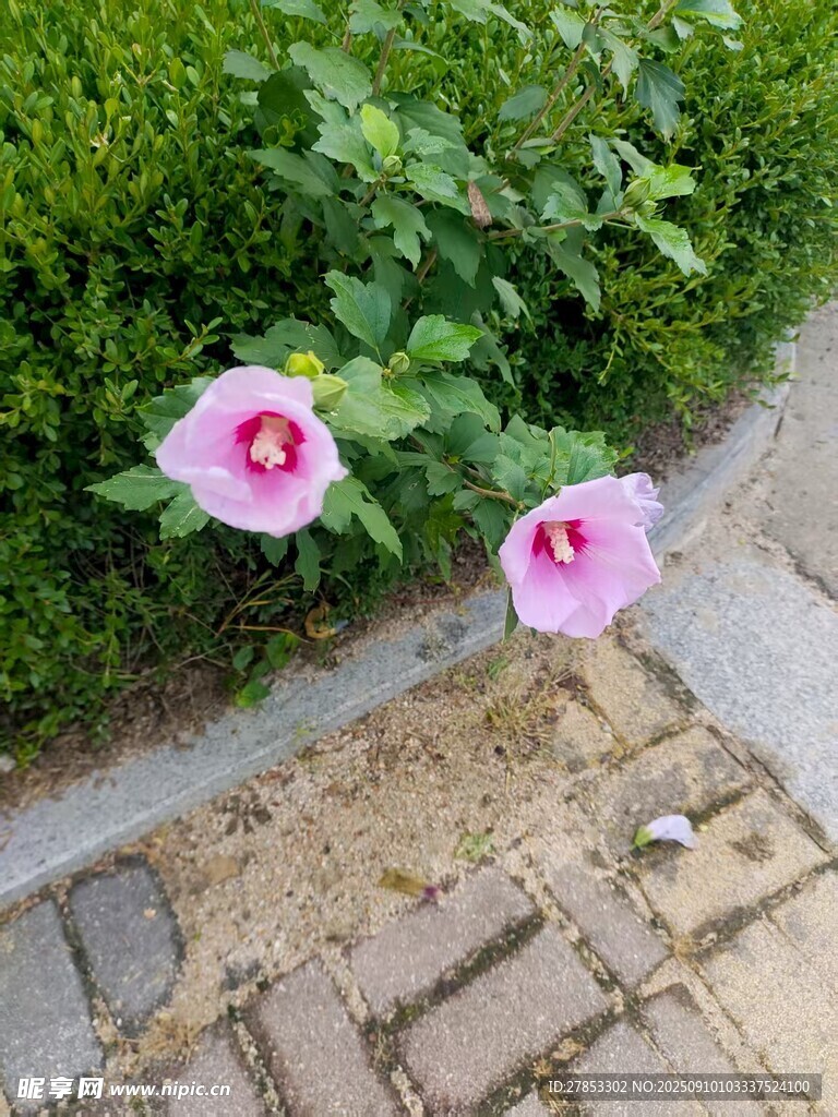 路边绽放的两朵粉色花朵