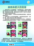 熊蜂体型大的显著特征