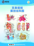 直观鼻腔解剖结构图