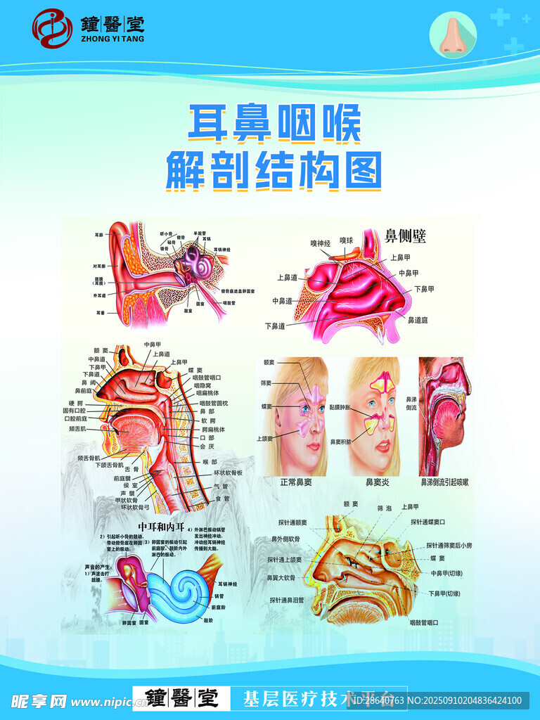 直观鼻腔解剖结构图