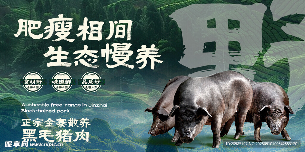 黑猪