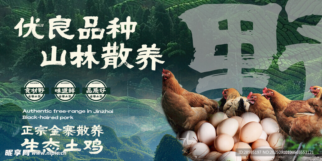 生态土鸡