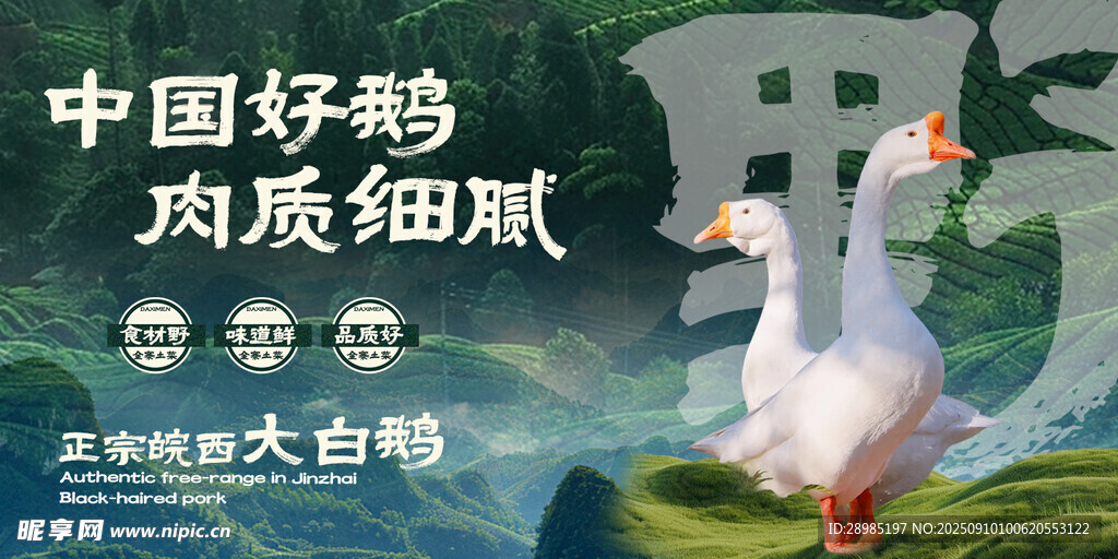 皖西大白鹅