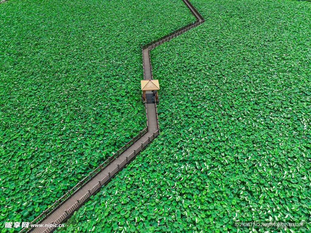 荷花塘