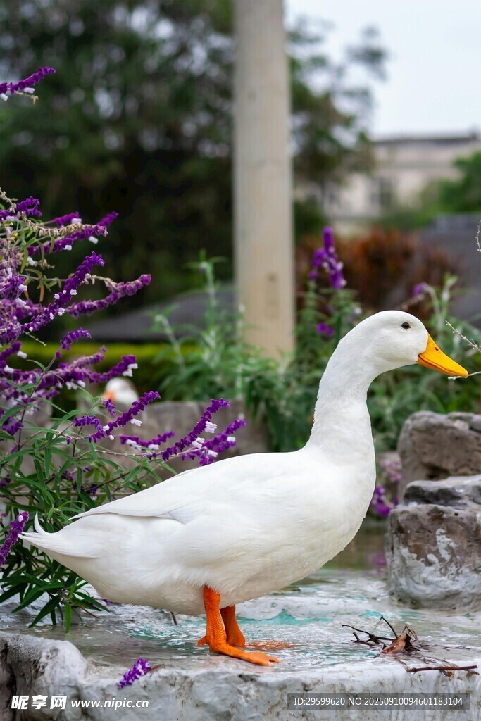 白鸭立于花丛旁