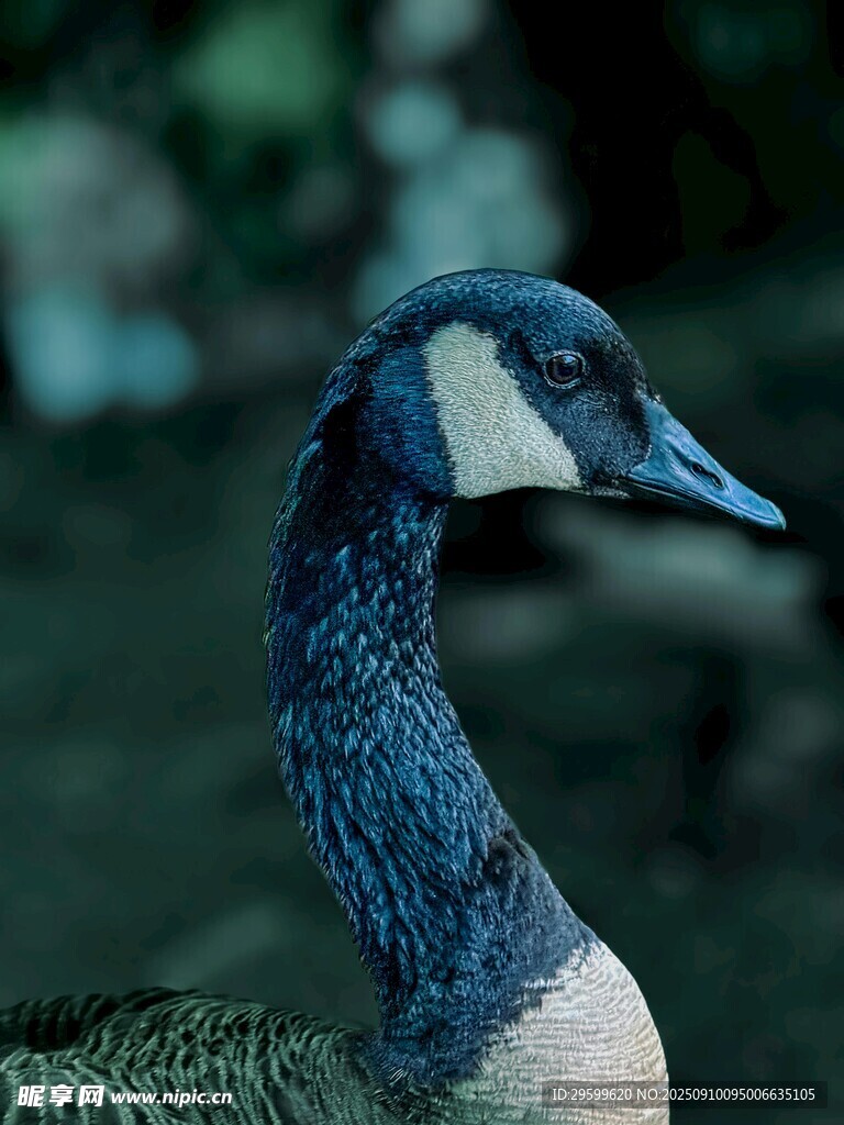 加拿大鹅特写