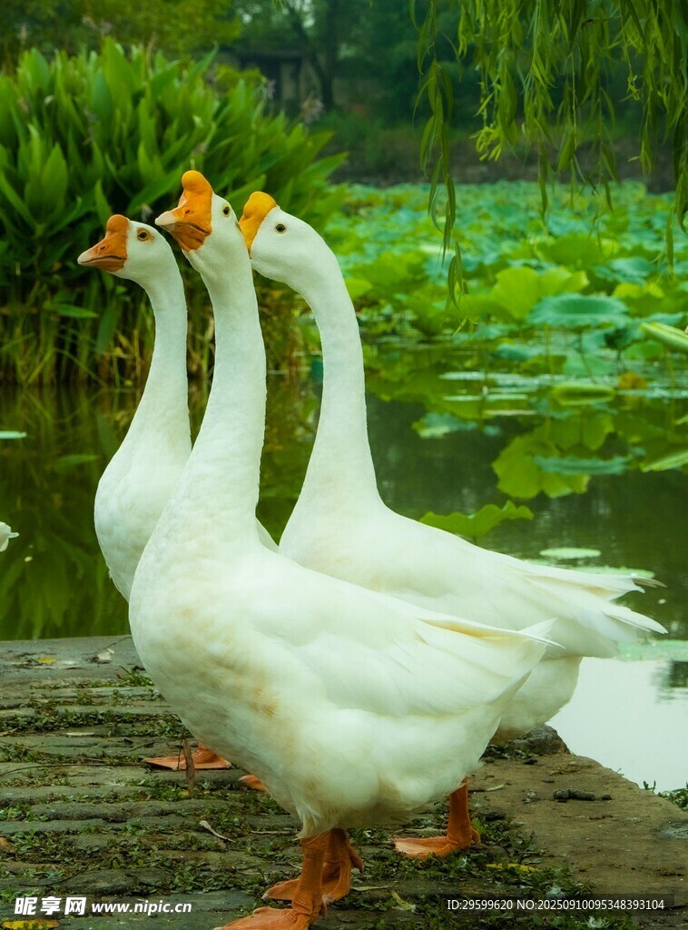 岸边白鹅