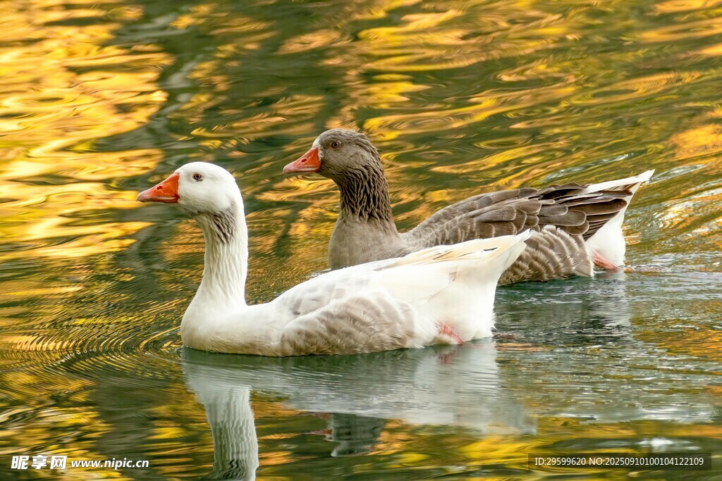 水中双鹅悠游