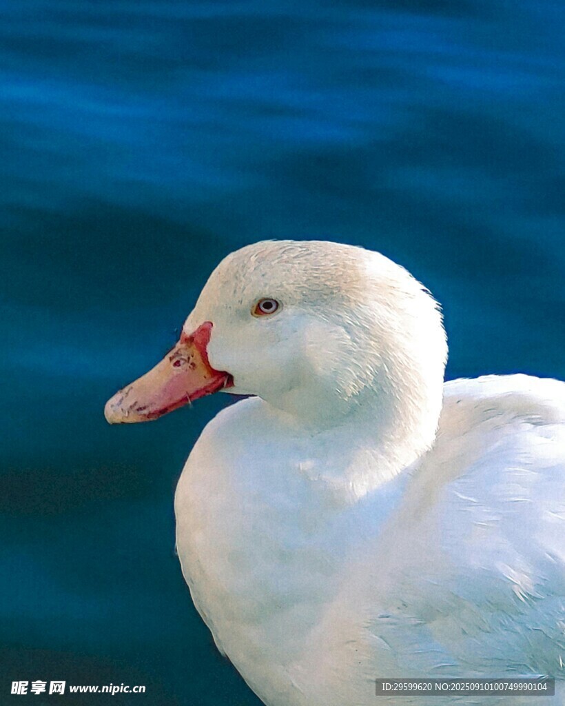 水边白鹅特写