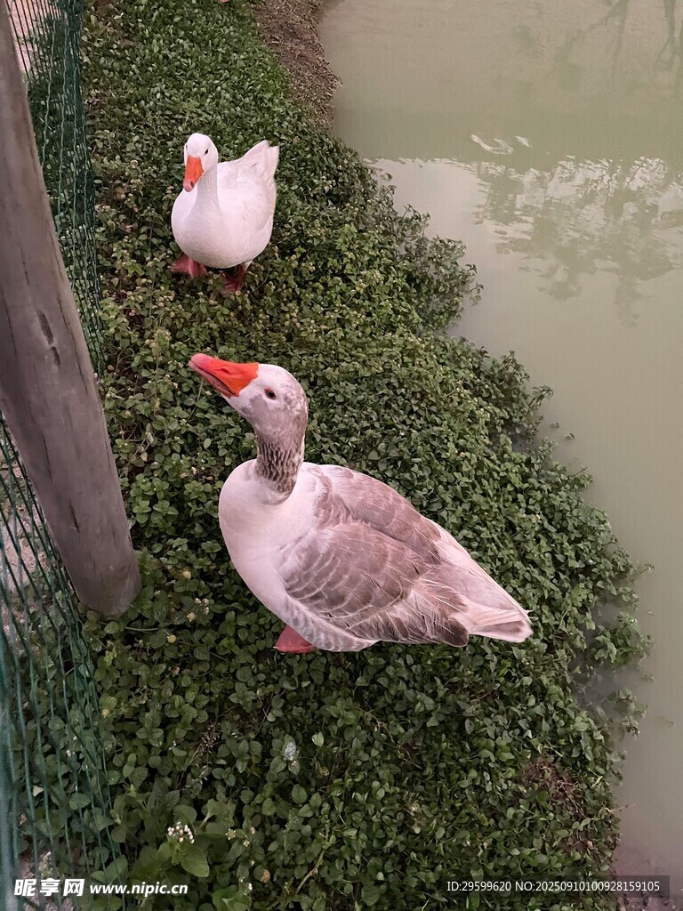 草地上休憩的两只大白鹅