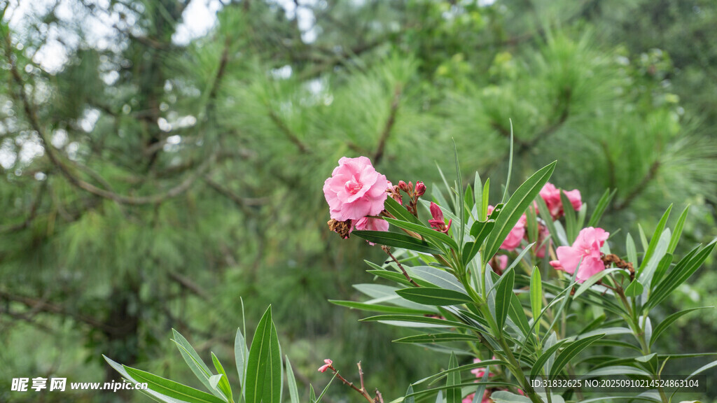 林间绽放的娇艳粉色花朵