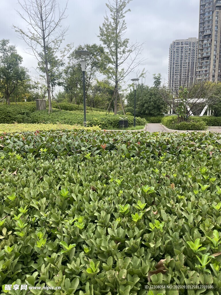 城市中的绿植景观
