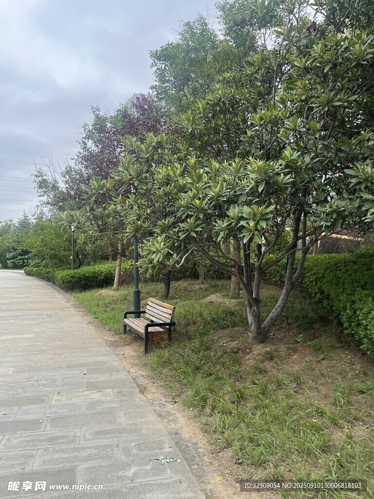 公园小径旁的长椅与绿树