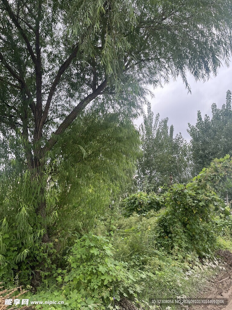 野外繁茂绿植与树木景象
