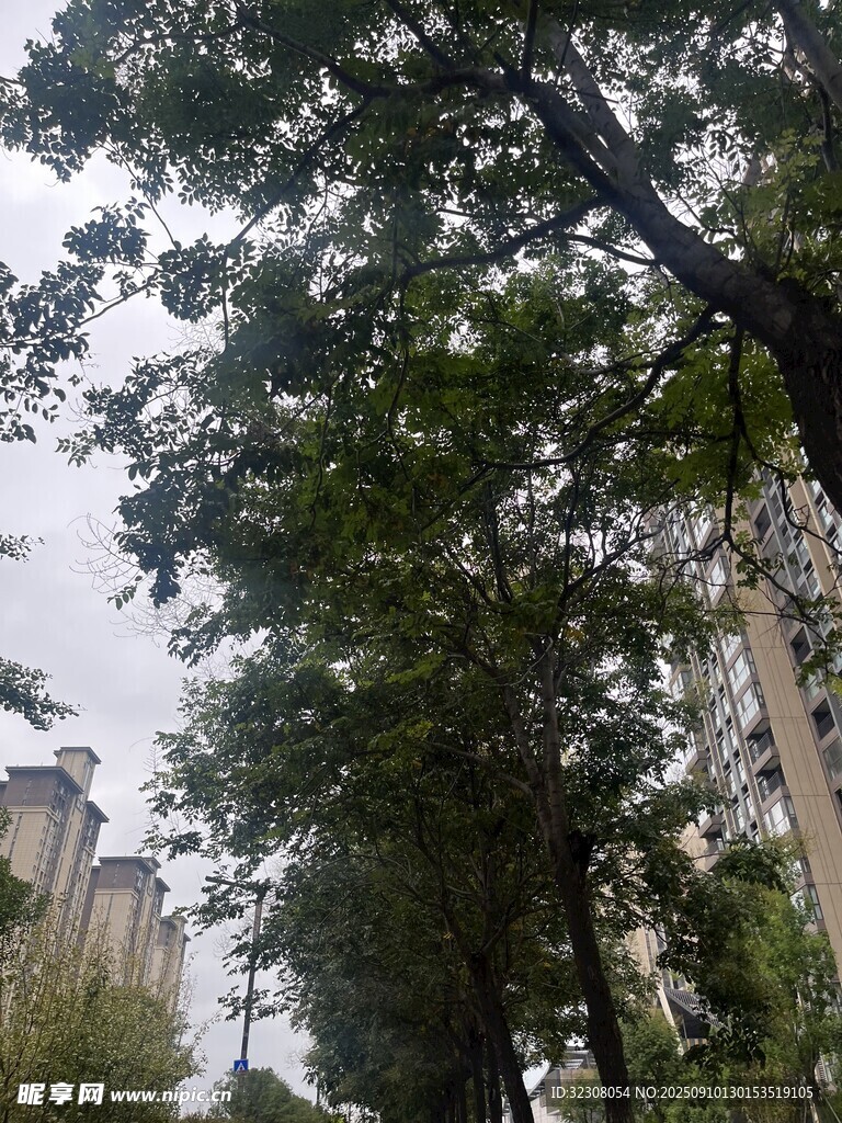 城市中高大葱郁的树木