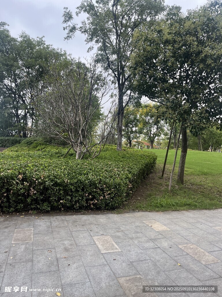 城市公园中的绿植景观