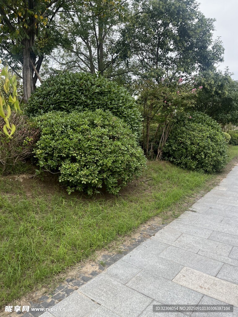 路边绿意盎然的灌木景观