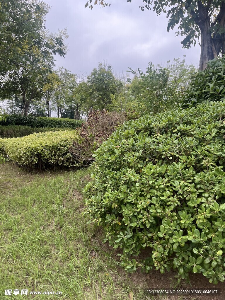绿意盎然的户外绿植景观