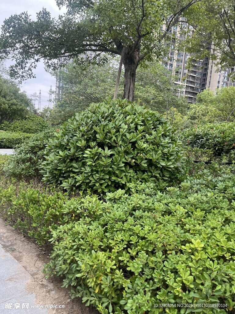 绿意盎然的城市绿植景观