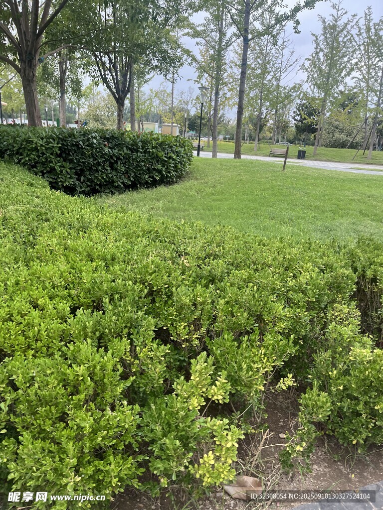 公园绿意盎然的灌木丛景观