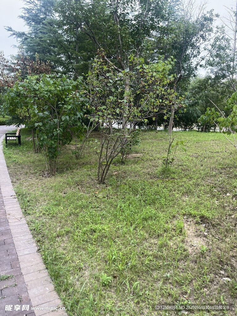 公园小径旁的绿植景观