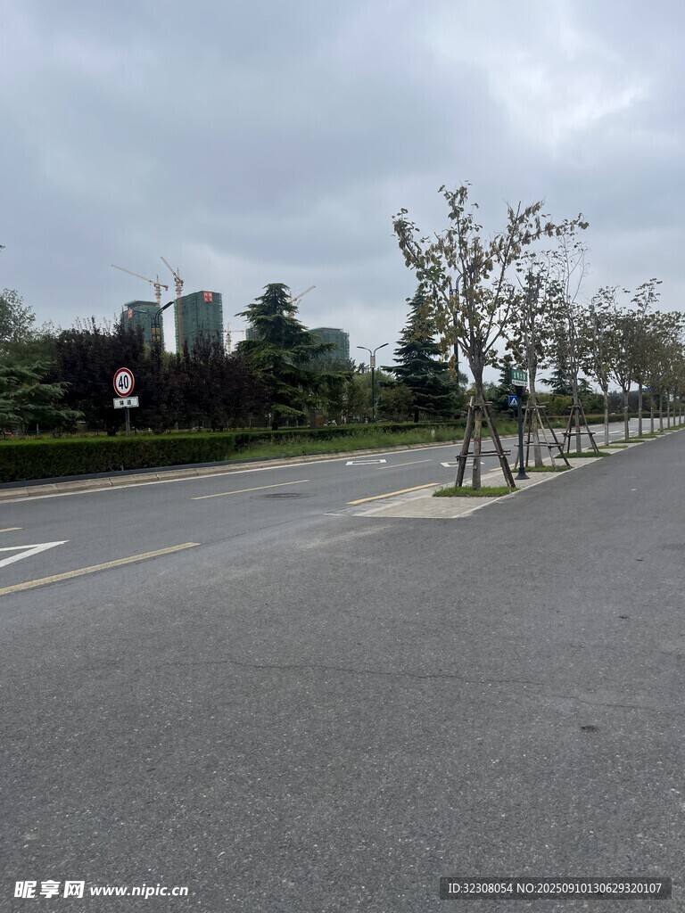 空旷道路旁的稀疏树木